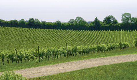 English vineyard