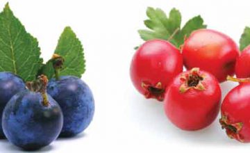 Autumnal Foraging: Haws & Sloes
