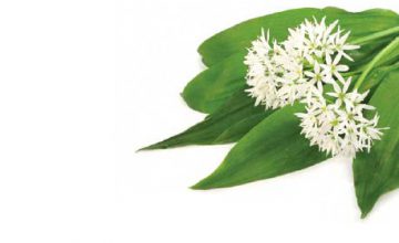 Spring Foraging
