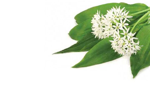 spring foraging
