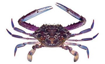 Blue Star Crab