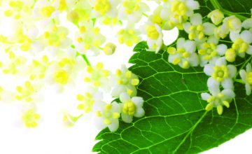 Drink in Some Sunshine with Elderflower Cordial
