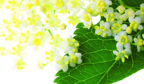 Elderflower Cordial