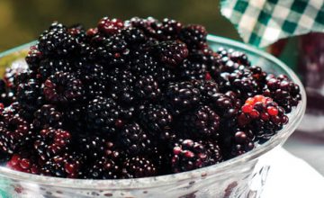 Berry Heaven