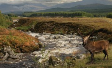 Bonny Scotland!