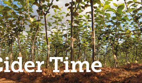 Cider Time