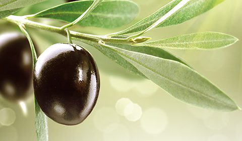 Olé for Olives - Take Stock magazine