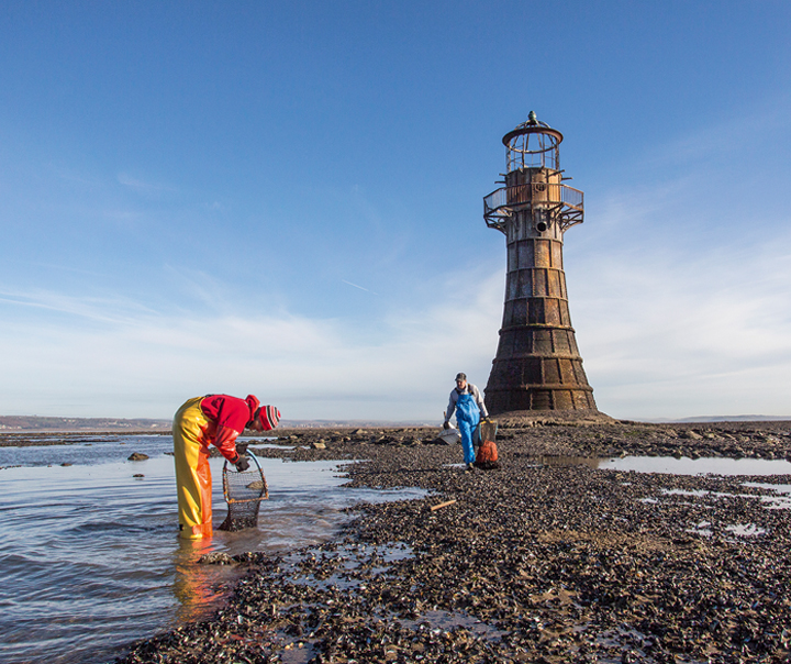 Foraging near a lighthouse on the beach