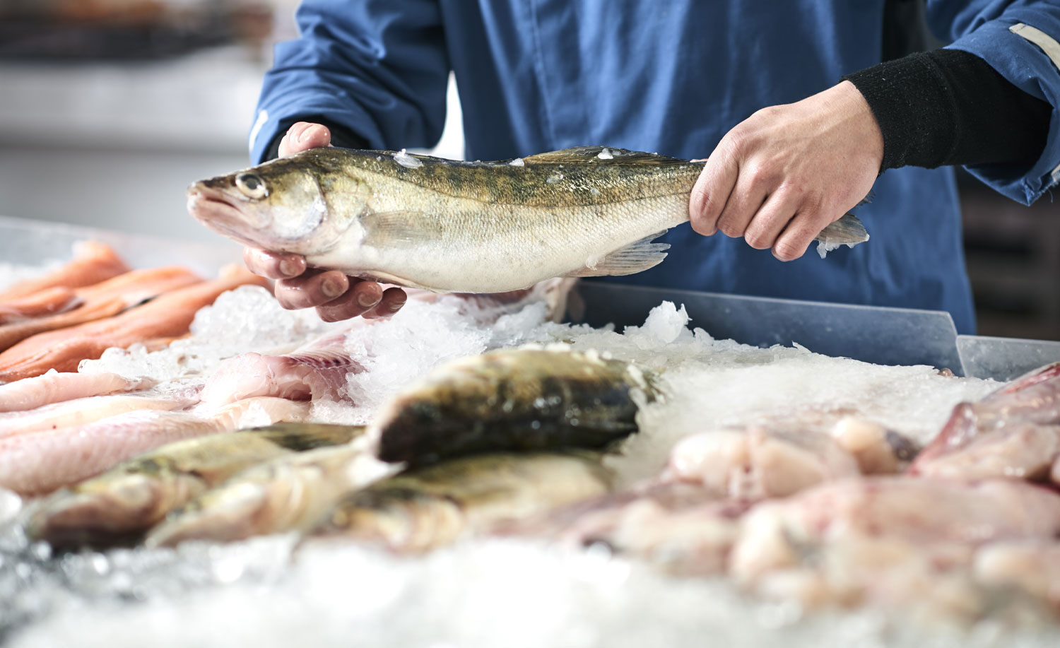 Person holding fish