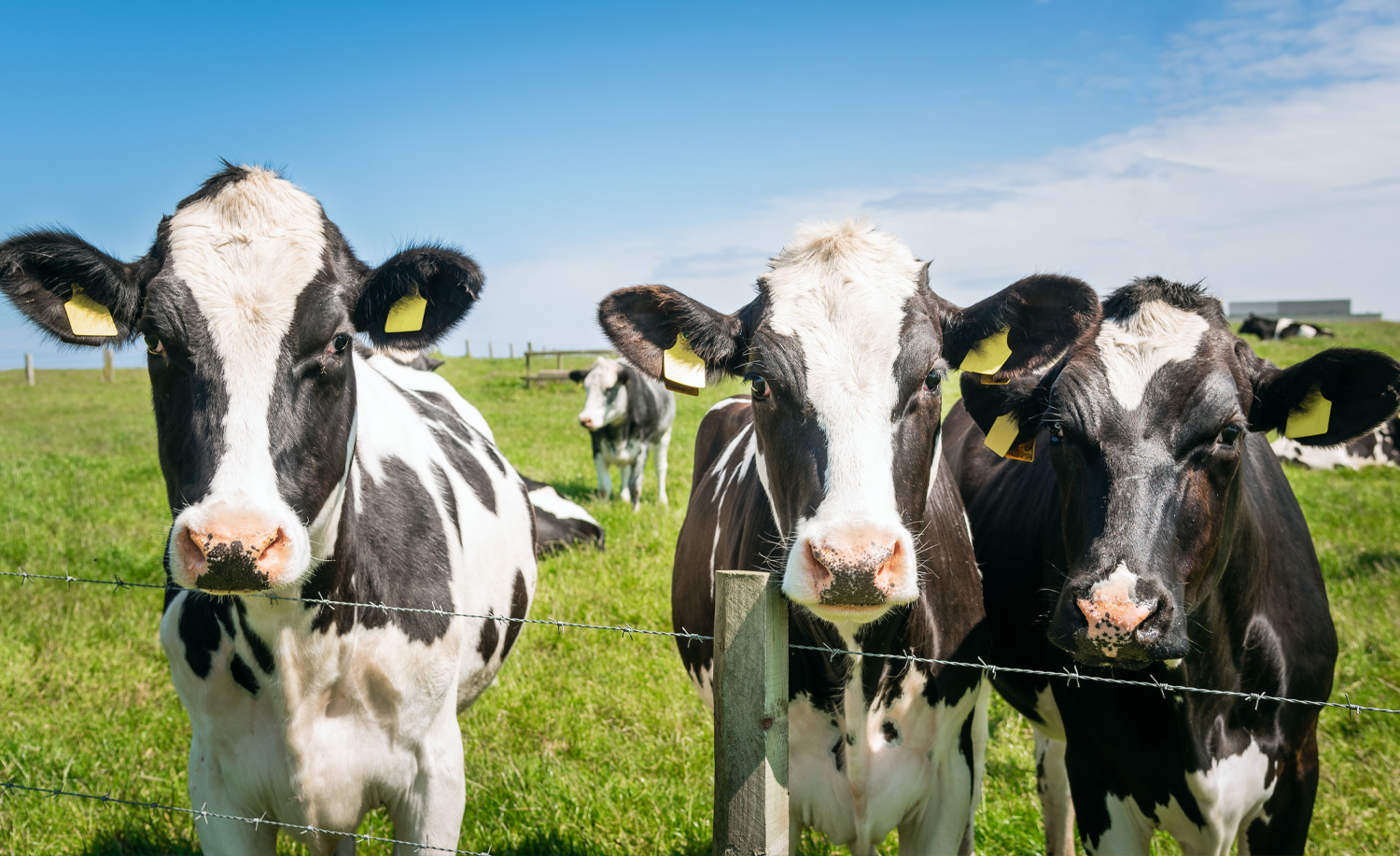 cows in a field