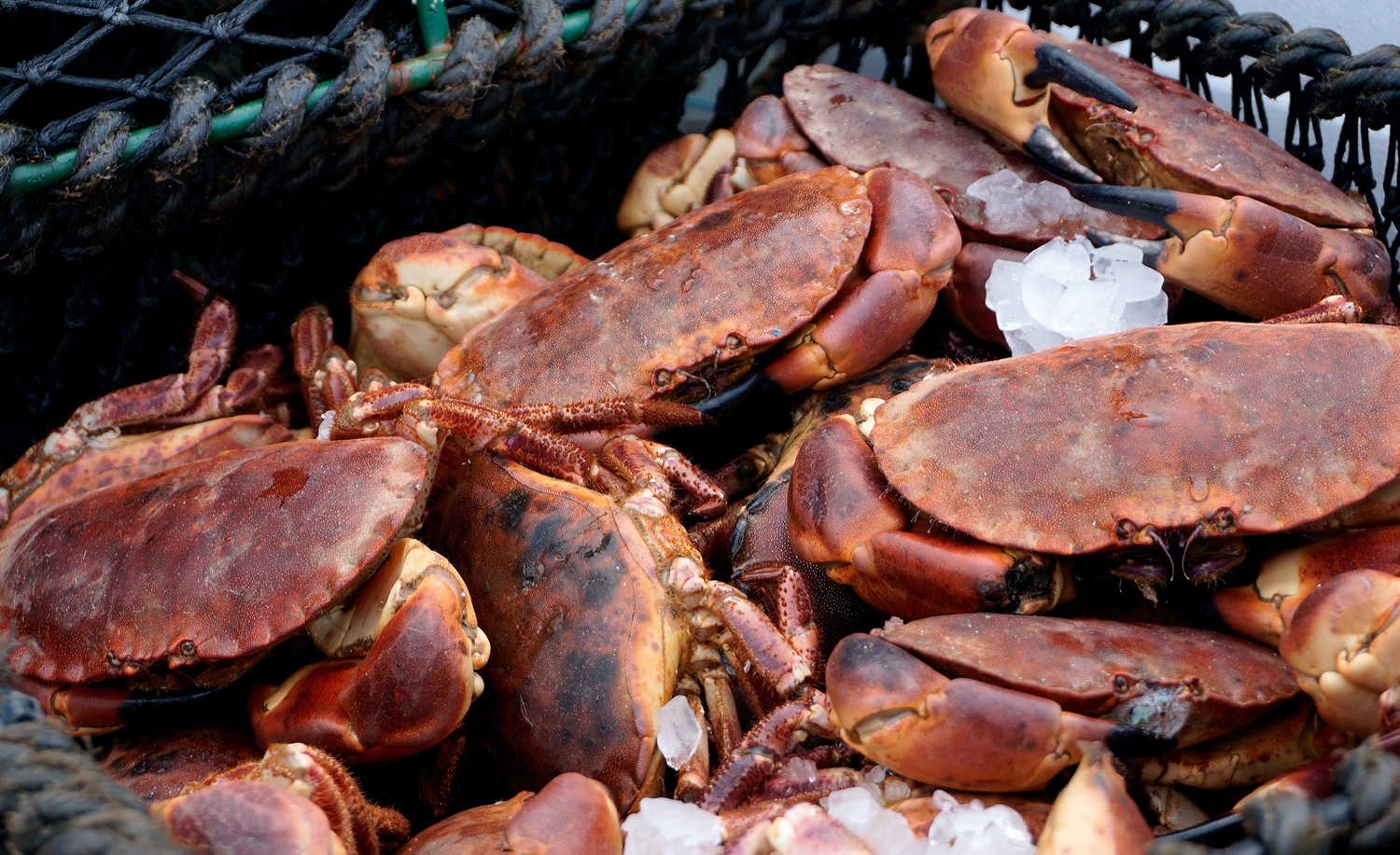 Brown crabs