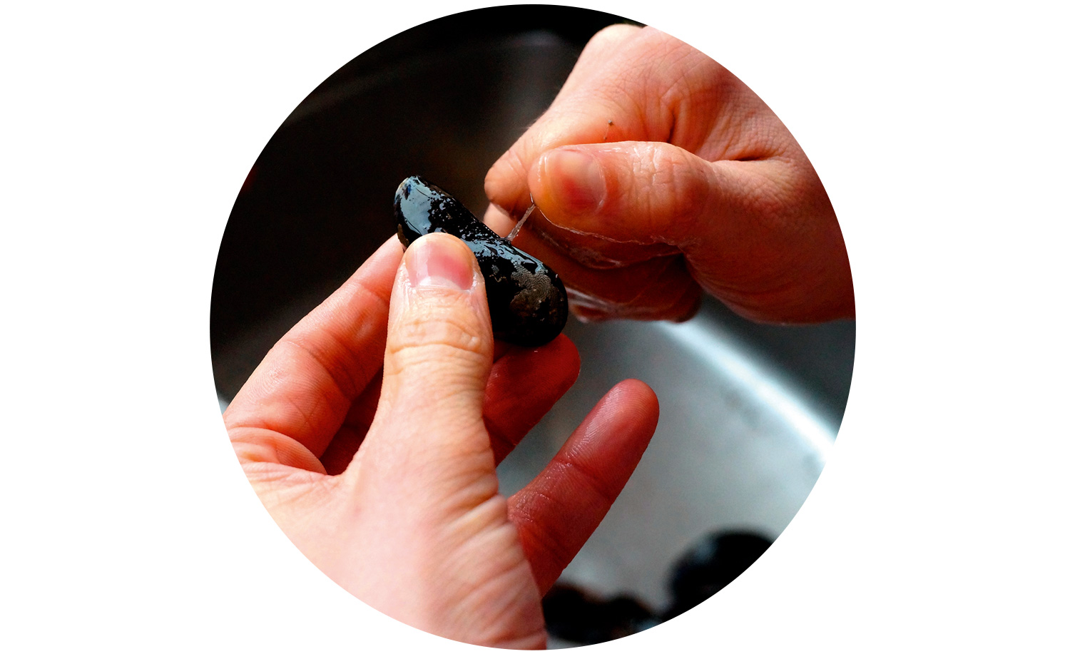 Cleaning mussels