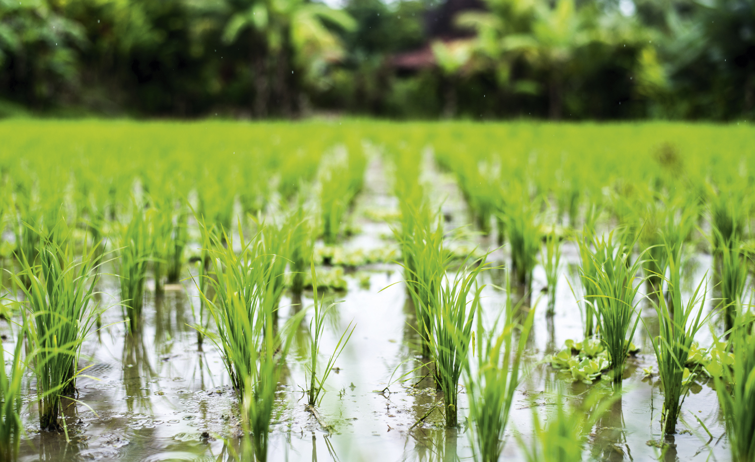 Sustainable rice growing