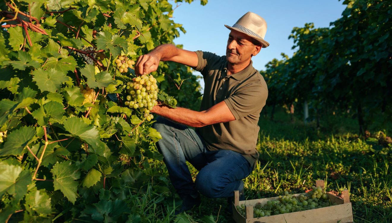 Traditional grape picking